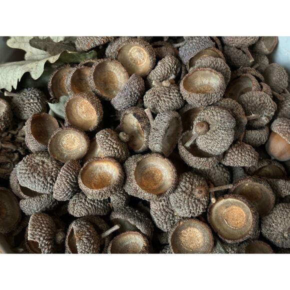 100 Jumbo White Oak Acorn Caps 3/4" - 1 1/4" Natural Untreated Crafting Fall - Picture 2 of 10